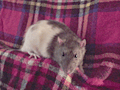LittleBoy